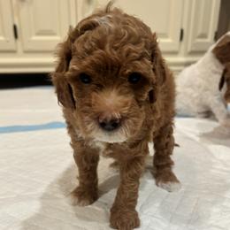 Bean - Red  male Goldendoodle puppy in Mesa, Arizona from AZ River Doodles
