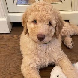Goldendoodles and Poodles from Amy’s Poodles and Goldendoodles