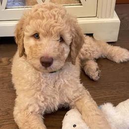 Goldendoodles and Poodles from Amy’s Poodles and Goldendoodles