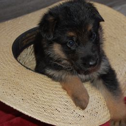 Pink - Black and tan female German Shepherd puppy in San Antonio, Texas from Von Arc German Shepherds