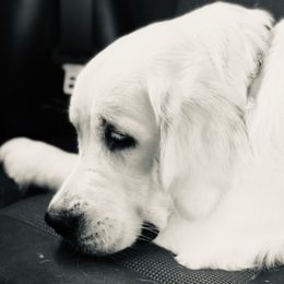 Cash - Golden Retriever