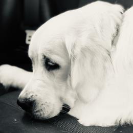 Cash - Golden Retriever