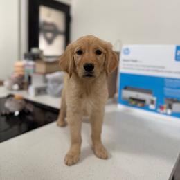Pink collar girl - Golden female Golden Retriever puppy in Phoenix, Arizona from Star Raised Goldens