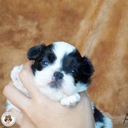 Blessed's Archie AKC - Sable and white male Shih Tzu puppy in Apollo Beach, Florida from Blessed’s Shih Tzu