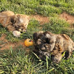 Shih Tzu Puppies from Shih Tzu's of Antioch