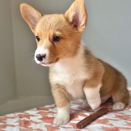 Atlas - Red Pembroke Welsh Corgi puppy in Chubbuck, Idaho from Sunny J Corgis and Mini Americans
