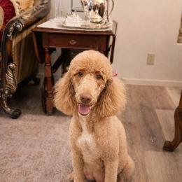 Louise - Apricot female Goldendoodle puppy in Lancaster, California from Kid's Best Doodle