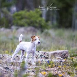Jack Russell Terriers from Avalanche Acres