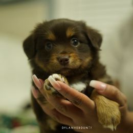 Miniature Australian Shepherd Puppies from Talbot's Mini Aussies