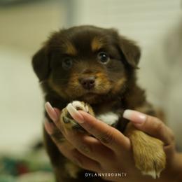 Miniature Australian Shepherd Puppies from Talbot's Mini Aussies