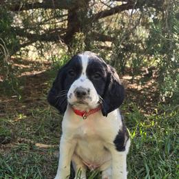 Oz - Black and white male English Springer Spaniel puppy in Palisade, Colorado from Bigfoot's Kennel