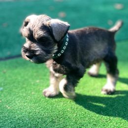 Comet - Salt and pepper male Miniature Schnauzer puppy in Anthony, Florida from Amanda Tragash