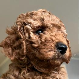 AKC Bernard - Apricot male Poodle puppy in Greenville, South Carolina from Pepper Potts Puppies