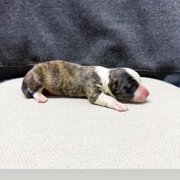 Cash - Brindle and white male American Corgi puppy in Pahrump, Nevada from Desert Sunset Corgis