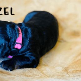 Goldendoodle Puppies from Stoney Creek Doodles