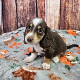 Opal - Piebald female Dachshund puppy in Malad City, Idaho from Mountain Sage Dachshunds