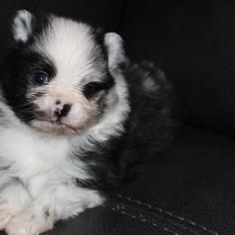 This little one is named Koda - Blue merle male Pomeranian puppy in Dillon, Montana from Medicine Lodge Poms LLC