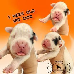 MR ORANGE - White male Boxer puppy in Deland, Florida from Huntley Boxer Pieces