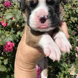 Boxer Puppies from Sweet Carolinas Boxer Babies