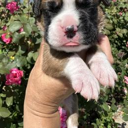 Boxer Puppies from Sweet Carolinas Boxer Babies