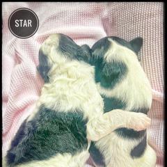 Assorted Doodle Crosses, Aussiedoodle, and Australian Shepherd Puppies from Faith, Feathers & FurBabies