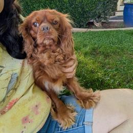 Bam Bam - Cavalier King Charles Spaniel
