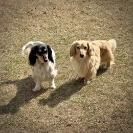 Dachshund puppies from McLovin Doxies