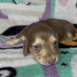 Boy 3 - male Dachshund puppy in Poteau, Oklahoma from Sisters Dazzling Dachshunds