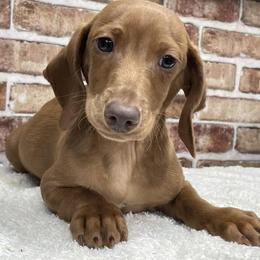 Simon - Red male Dachshund puppy in Industry, Illinois from KDKs Kennels