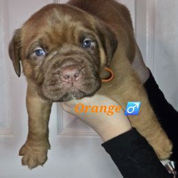 Orange - Mahogany male Dogue de Bordeaux puppy in Michigan from Boondocks Bordeaux