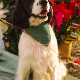 Boy 1 - male English Springer Spaniel puppy in Cookeville, Tennessee from AVE Springer Spaniels
