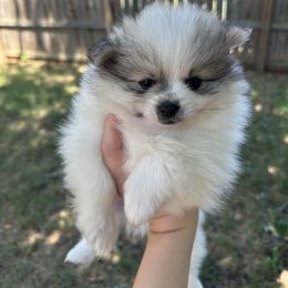 Pomeranian Puppies from Okie Poms