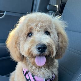 Bernedoodle and Goldendoodle All Grown Up from Doodles of North Tx