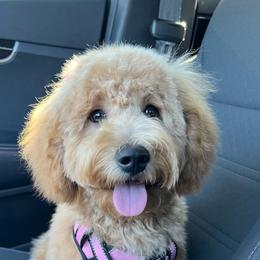Bernedoodle and Goldendoodle All Grown Up from Doodles of North Tx