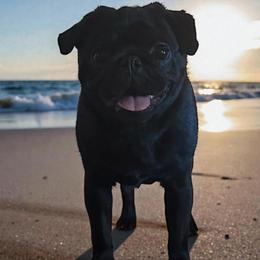 Ellie - Pug