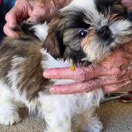 Umami aka Panchita - Sable and white female Shih Tzu puppy in Riverside, California from Raincross Shih Tzu