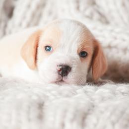 Fritter - Red and white male Beagle puppy in Caldwell, Ohio from Folklore Kennel