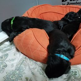 American Hairless Terrier and Flat-Coated Retriever Puppies from Inspired Flat-Coated Retrievers and American Hairless Terriers