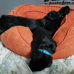 American Hairless Terrier and Flat-Coated Retriever Puppies from Inspired Flat-Coated Retrievers and American Hairless Terriers