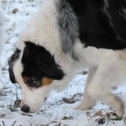 Australian Shepherd Puppies from Platinum Edition