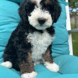 Red collar - Tri-color female Bernedoodle puppy in Cody, Wyoming from Yellowstone Breeders