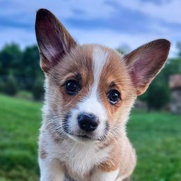 Light Sable Female - Sable and white female American Corgi puppy in Taylorsville, North Carolina from America's Red White and Bluie Corgis