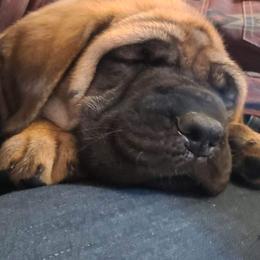 Mastiff and Rat Terrier Puppies from POEM's Haven
