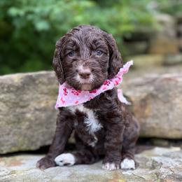 Cappuccino - Liver and white female Springerdoodle puppy in Lisbon, Ohio from Willow Lane Doodles