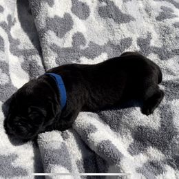 Maverick - Black Cane Corso puppy in Asheville, North Carolina from War Dogs