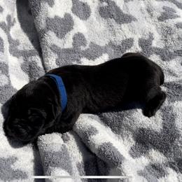 Maverick - Black Cane Corso puppy in Asheville, North Carolina from War Dogs