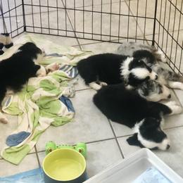 Miniature Australian Shepherd and Toy Australian Shepherd Puppies from Quarter Creek Stockdogs & Mini/Toy Australian Shepherds