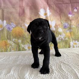 Tina - Black female Cane Corso puppy in Loogootee, Indiana from Walnut Creek Cane Corso