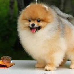Pomeranians from Diamond-Pom