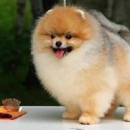Pomeranians from Diamond-Pom